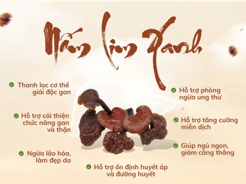 Nấm Lim Xanh có tác dụng gì cho sức khỏe mà ai cũng truyền tai nhau?